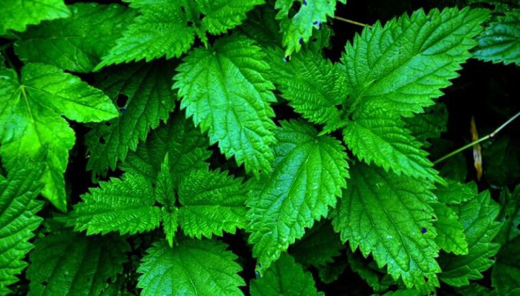 Nettle v Prostavit